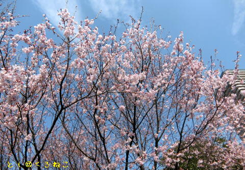早咲き桜 9分咲き