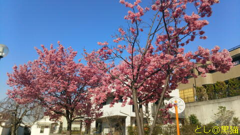 早咲き桜が満開で見ごろ