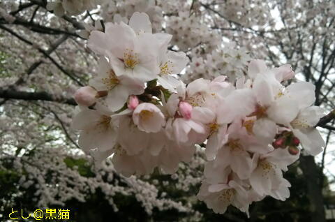 近所の公園 桜 ソメイヨシノ