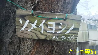 近所の公園 桜 ソメイヨシノ