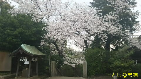 近所の神社 桜 ソメイヨシノ