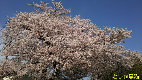 再び 近所の公園 桜 ソメイヨシノ