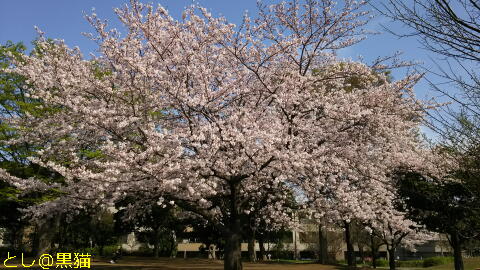 再び 近所の公園 桜 ソメイヨシノ