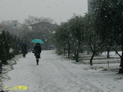 横浜は、朝のうち、雪！