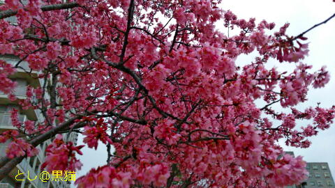 まだ寒いけれど、近所の早咲き桜が見ごろです