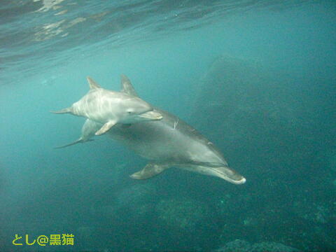 DOS（Dolphin Ocean Swim）
