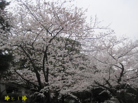 野毛山公園までの道は、桜（ソメイヨシノ）が満開