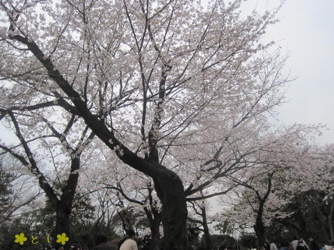 野毛山公園までの道は、桜（ソメイヨシノ）が満開