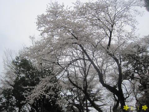 野毛山動物園の中の桜も満開