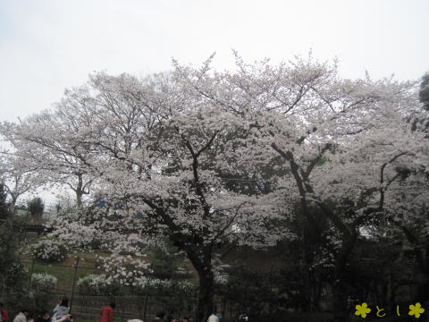 野毛山動物園の中の桜も満開