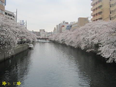 日ノ出さくら道から見た 大岡川の桜