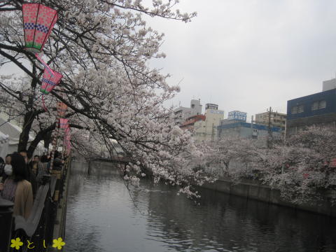 日ノ出さくら道から見た 大岡川の桜