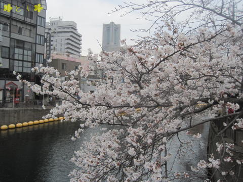 『I日ノ出さくら道』の桜