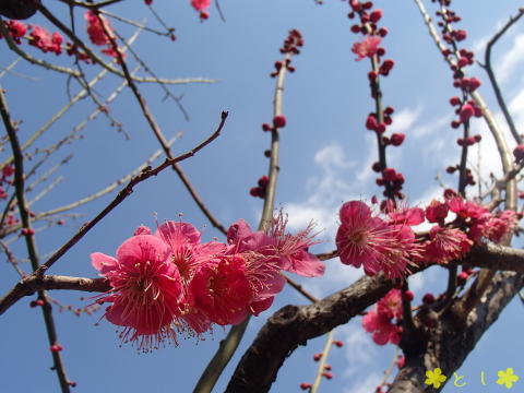 紅梅の木があり、一部が開花