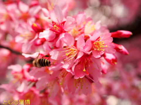 早咲き桜が見ごろです ≪その２≫