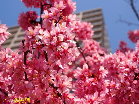 早咲き桜が見ごろです ≪その２≫