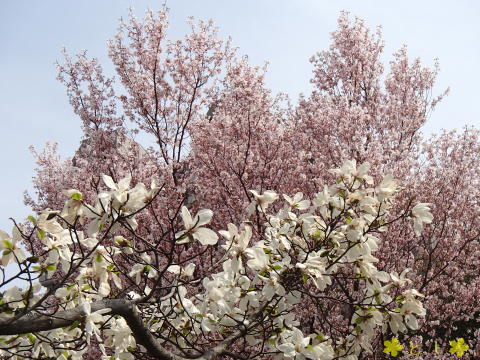 桜とモクレンが満開