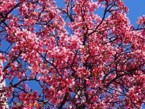 桜は8分咲き