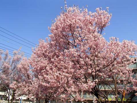 桜が満開ですよ♪　