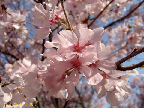 桜が満開ですよ♪　