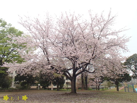 告白の一本桜（伝説の樹）