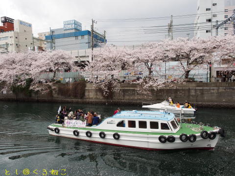 横浜・大岡川 桜まつり 満開 お花見
