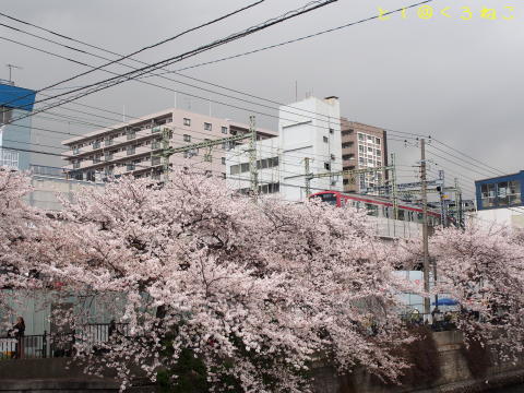 横浜・大岡川 桜まつり 満開 お花見