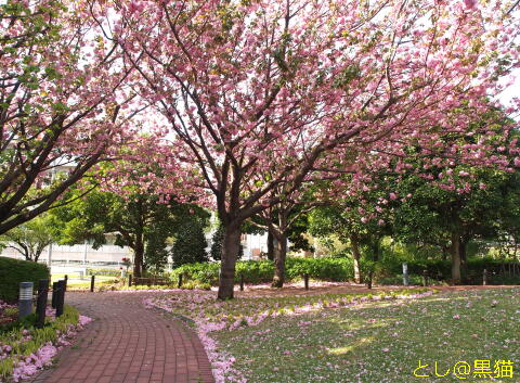 落花 八重桜の 弔い 深く静かに 絶好調