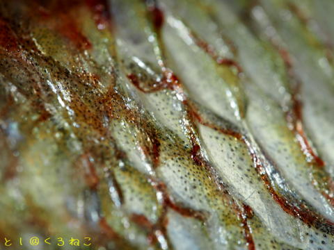 ハナダイ（チダイ）の塩焼き魚ですニャー