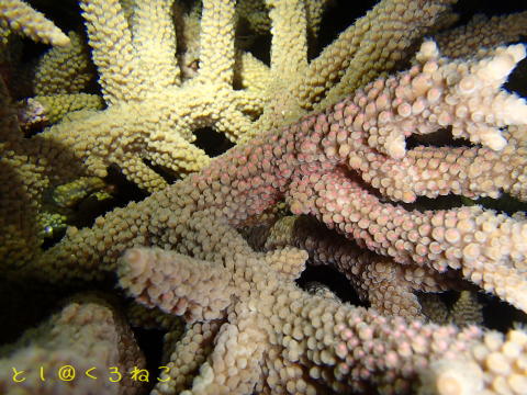 サンゴ産卵ボートナイトダイビング