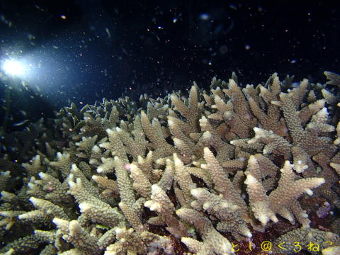 サンゴ産卵ボートナイトダイビング