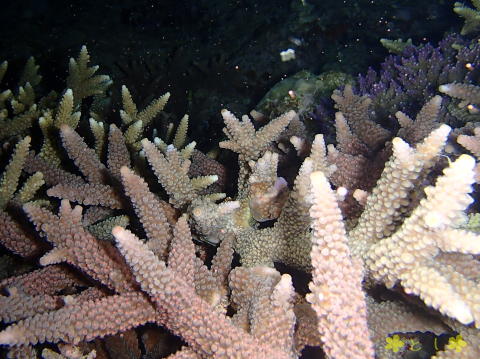 サンゴの産卵 ミッドナイトダイビング