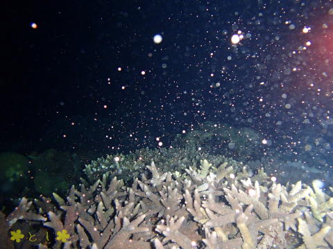 サンゴの産卵 ミッドナイトダイビング