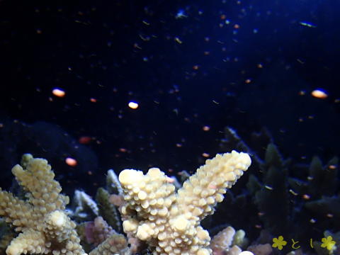 サンゴの産卵ミッドナイトダイビング