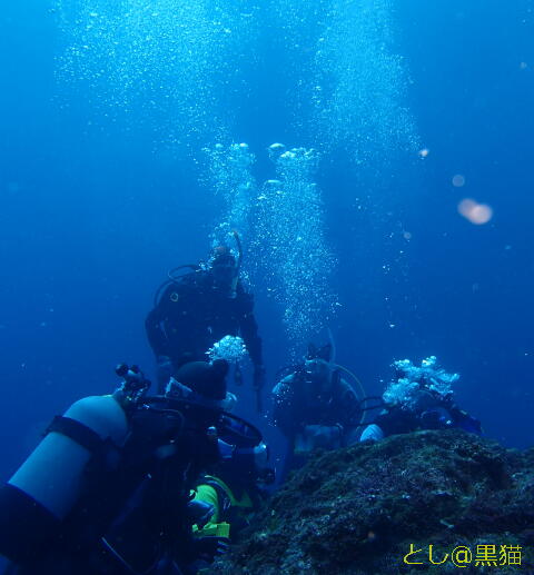八丈島 ユウゼンSP 5 Dive ツアー 水中写真