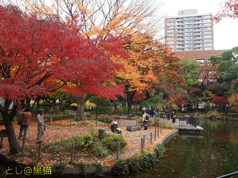 横浜公園紅葉 ～ 日本大通り銀杏並木