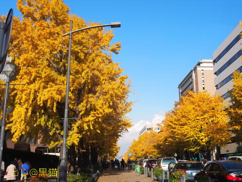 横浜公園紅葉 ～ 日本大通り銀杏並木