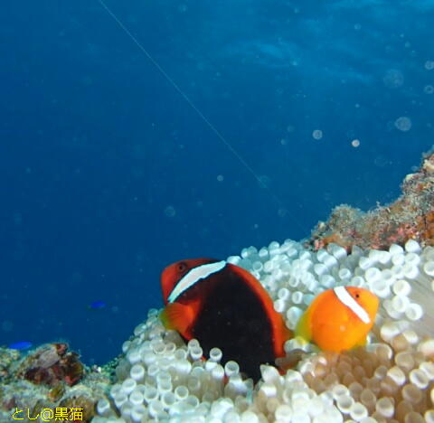 石垣島 2日目 トロピカルな珊瑚礁の海！