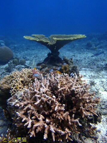 石垣島 2日目 トロピカルな珊瑚礁の海！