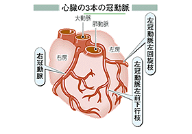 心臓の3本の冠動脈